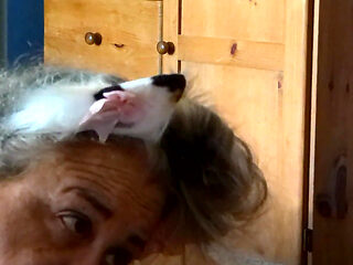 Kitty Meow Meow