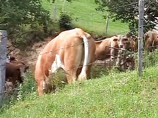 Busty German blonde tied up and fucked hard countryside