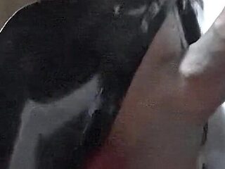 Gloomy's Home Video - Alex Latex